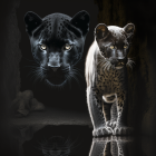 Two jaguars on moss-covered rock with dark background