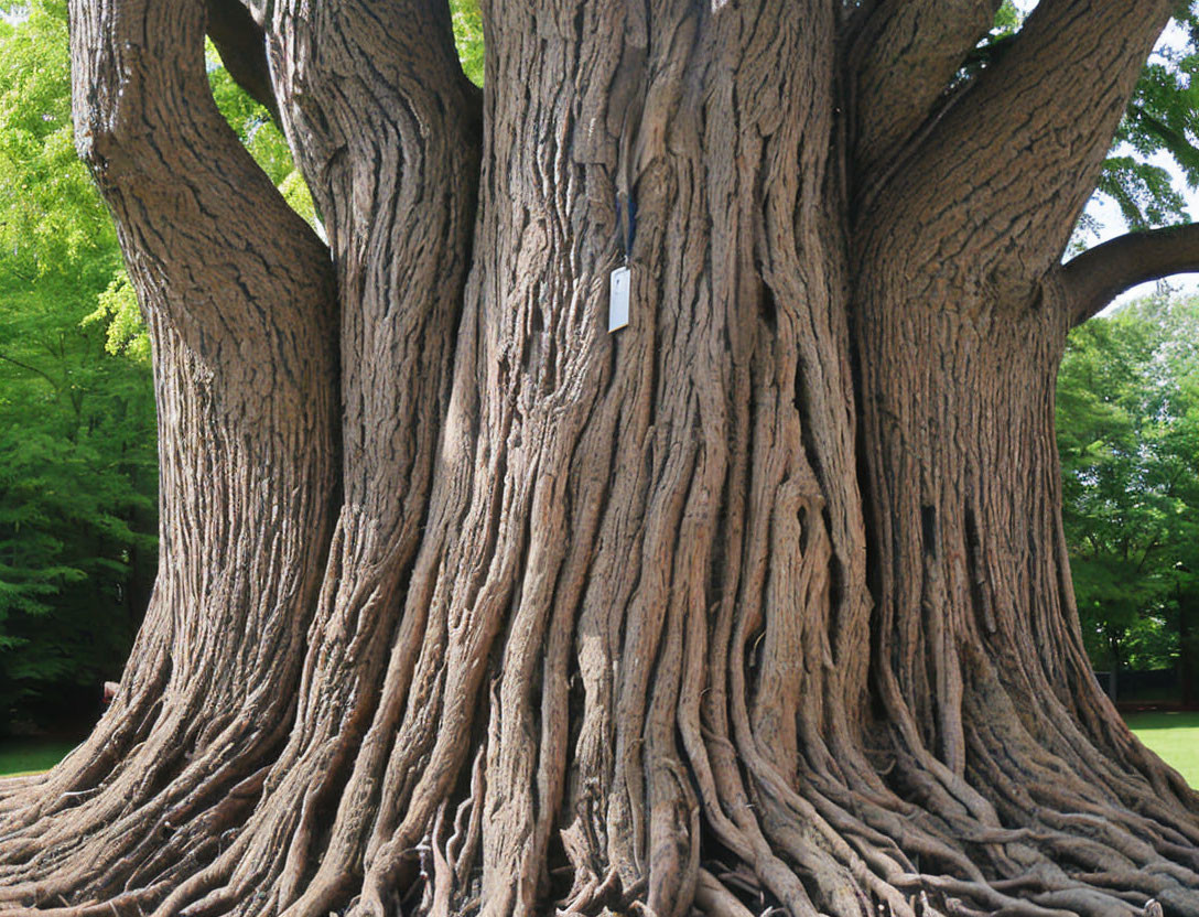 Large gnarled tree with thick trunk and roots, white sign attached