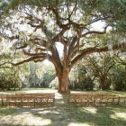 Wooden chairs under mossy tree in serene outdoor setting