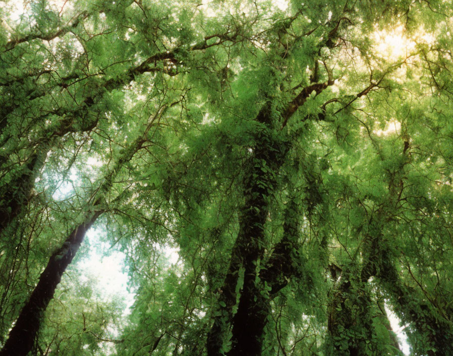 Verdant moss-covered trees in lush green foliage