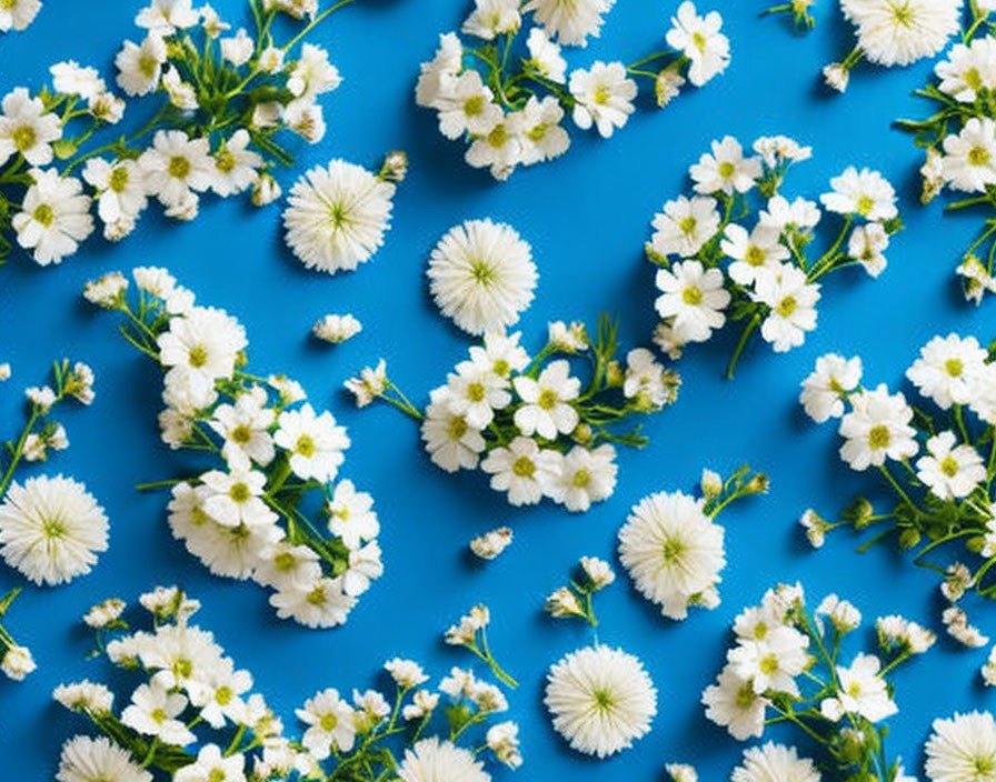 White Flowers on Blue Background with Green Stems