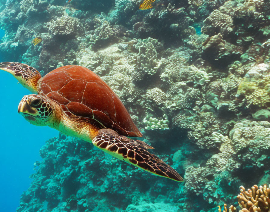 Graceful sea turtle near coral reef in clear blue waters