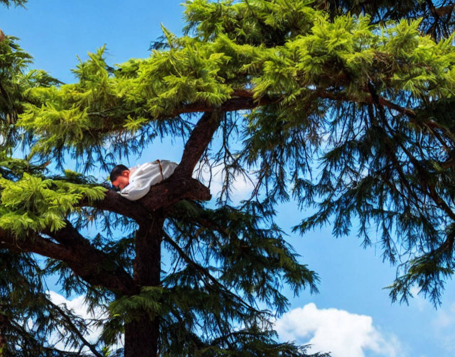 Person lying on thick pine tree branch against blue sky with clouds