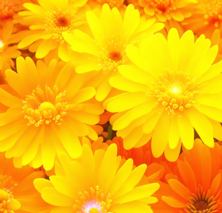 Bright Yellow and Orange Gerbera Daisies in Soft Focus