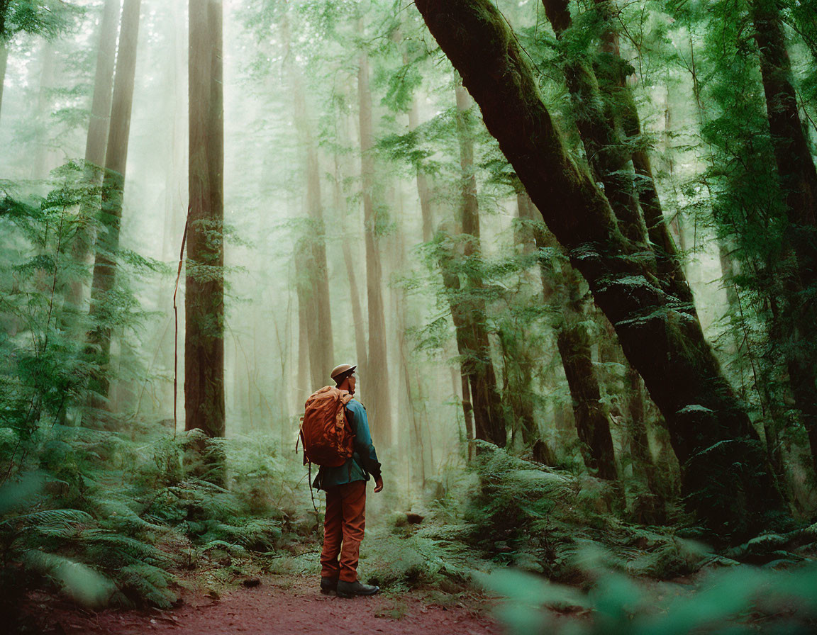 Person standing in misty forest among tall trees with backpack.