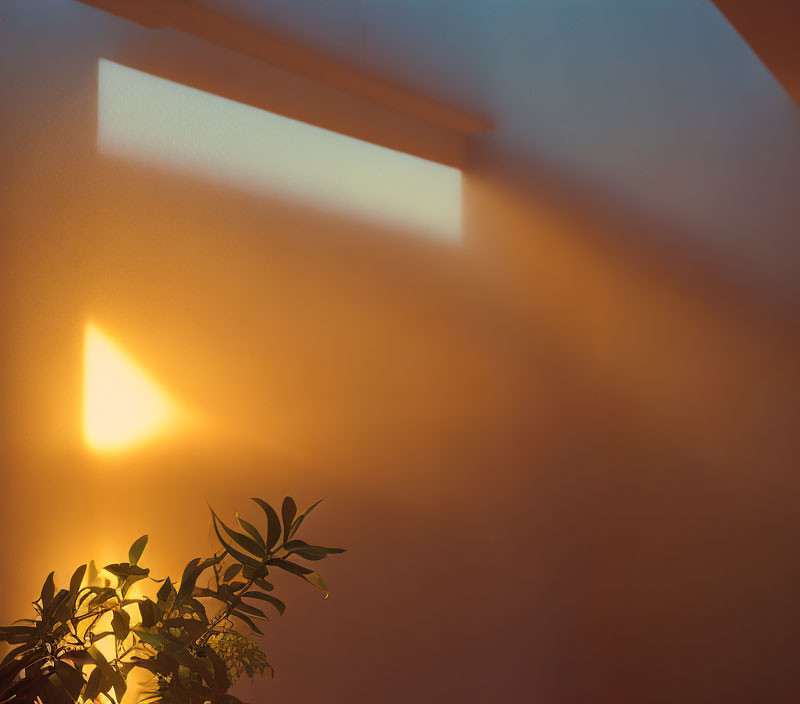 Sunlit plant casting shadows on orange wall