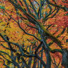 Surreal Fractal Landscape with Tree-Like Structures