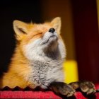 Red Fox Sitting Alert Against Dark Background with Warm Lighting and Yellow Curtain