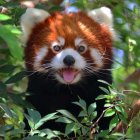 Colorful Illustration of Red Panda in Lush Greenery