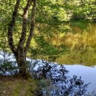 Tranquil forest scene with twisted tree, rocks, shrubs, and flowing stream