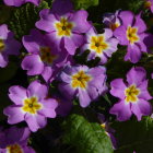 Detailed Close-Up of Purple and Yellow Flowers with Intricate Petal Textures