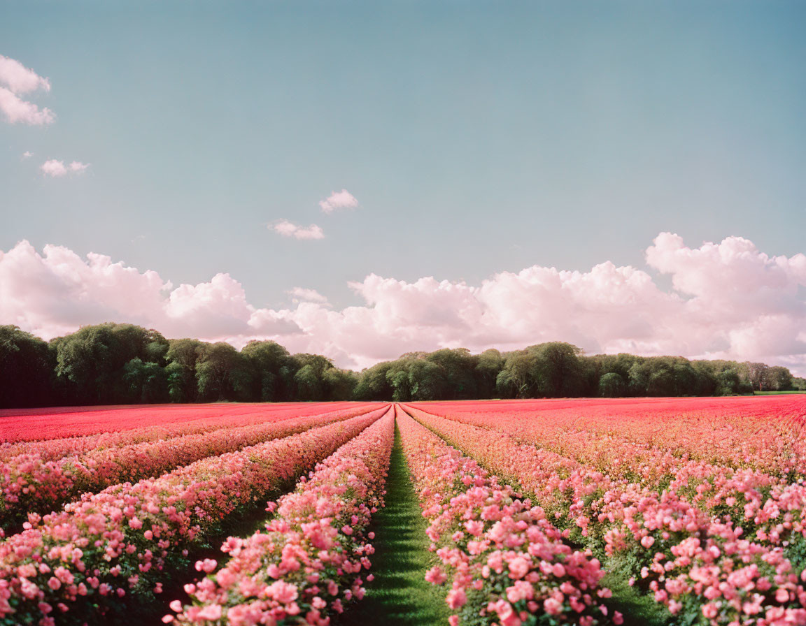 Pink flowers in field under blue sky with fluffy clouds and treeline.