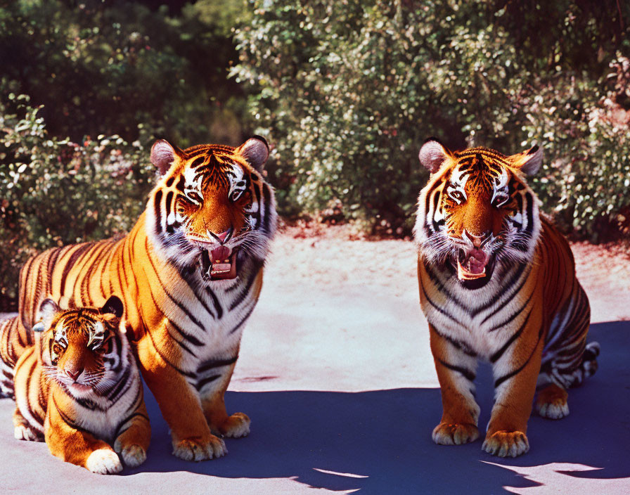 Adult tigers and cub on paved surface with greenery, one adult roaring or yawning