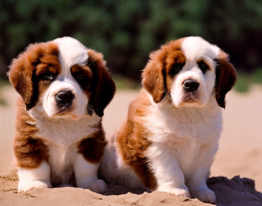 Adorable Saint Bernard Puppies with White, Brown, and Black Fur