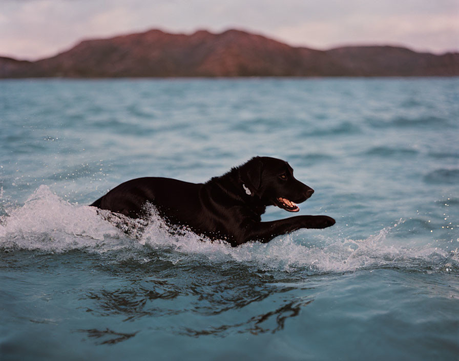 Black Dog Swimming in Ocean with Hilly Landscape