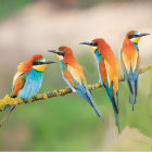 Four European Bee-eaters on branch with soft background