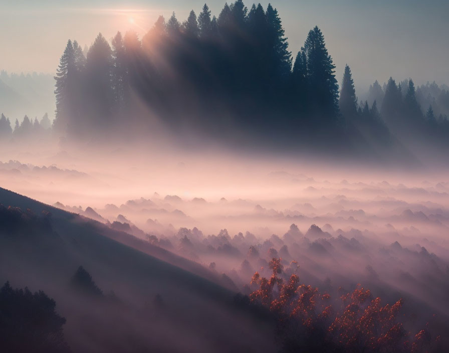 Misty Forest Sunrise with Sunlight Through Trees