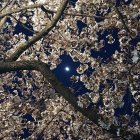 Tranquil fantasy landscape with moon, stars, river, blossoming trees, and lantern dock