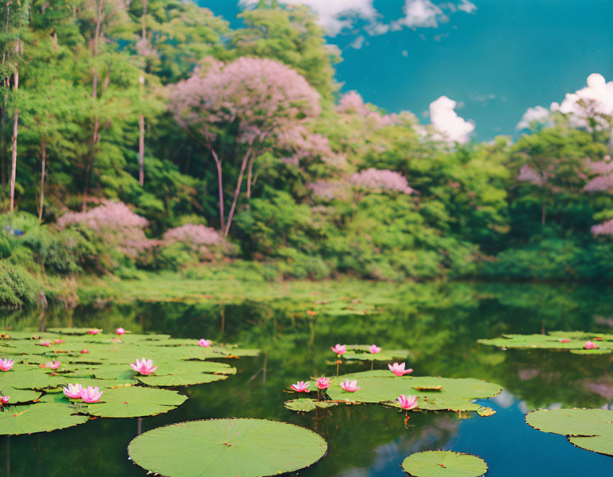 Tranquil lake with water lilies, forest, pink flowering trees, blue sky