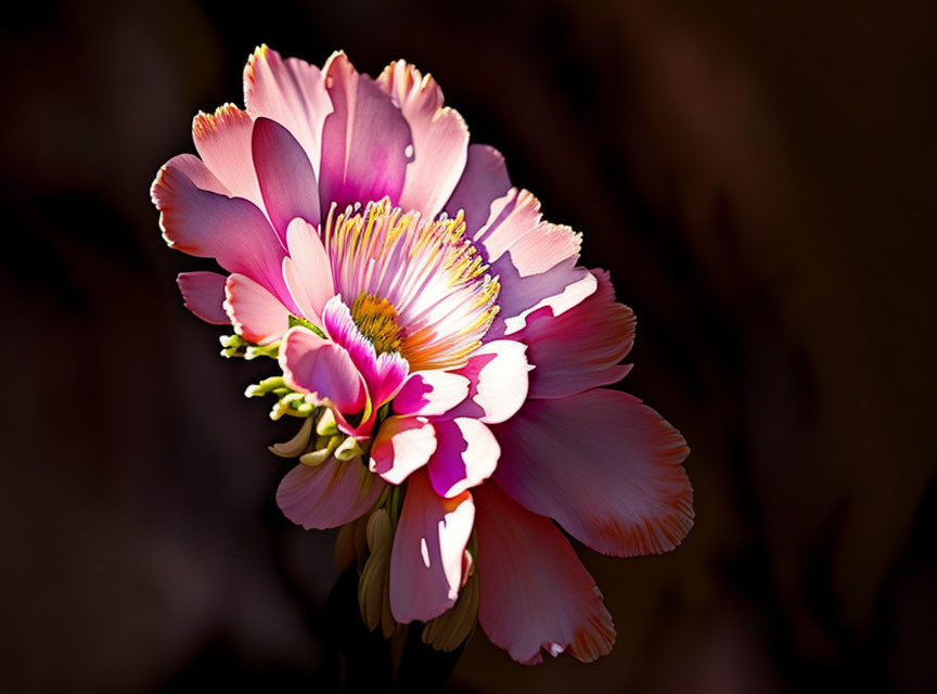 Bright Pink Flower with Yellow Center on Dark Background