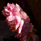 Bright Pink Flower with Yellow Center on Dark Background