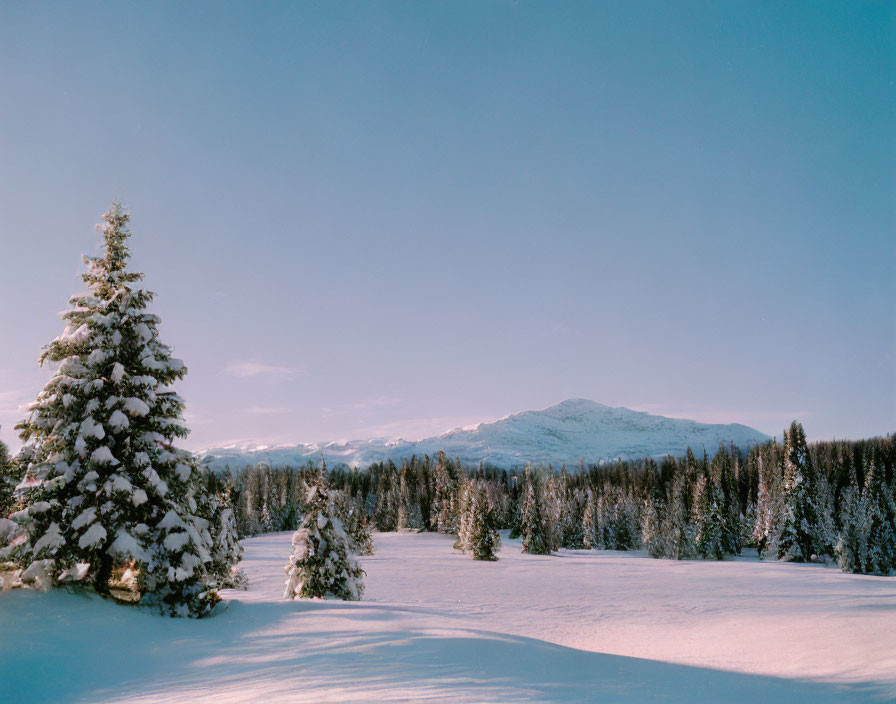 Snow-covered Winter Landscape with Coniferous Trees