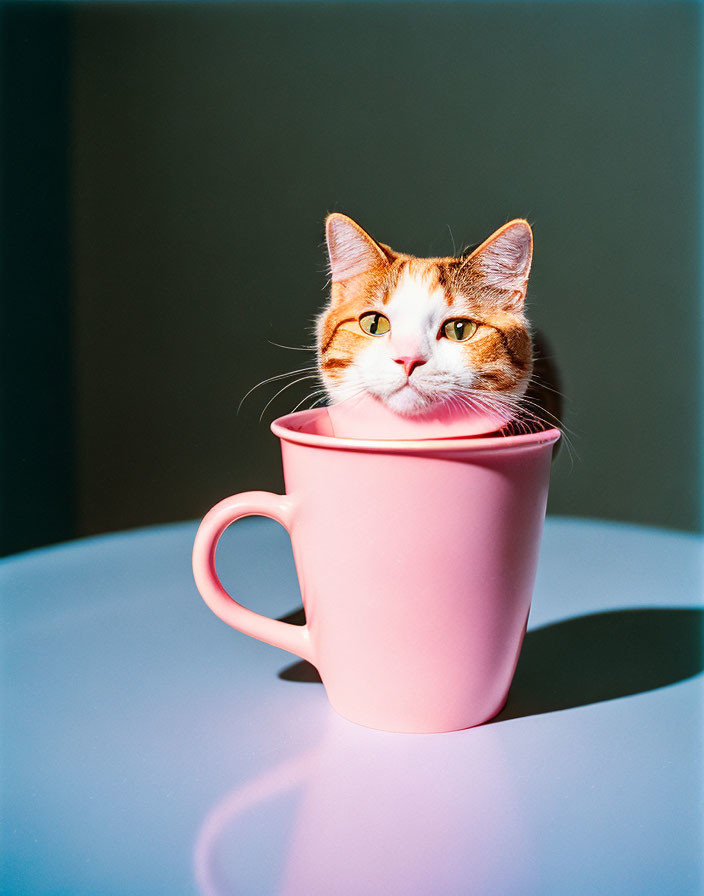 Orange and white cat peeking from pink mug on table with light and shadows