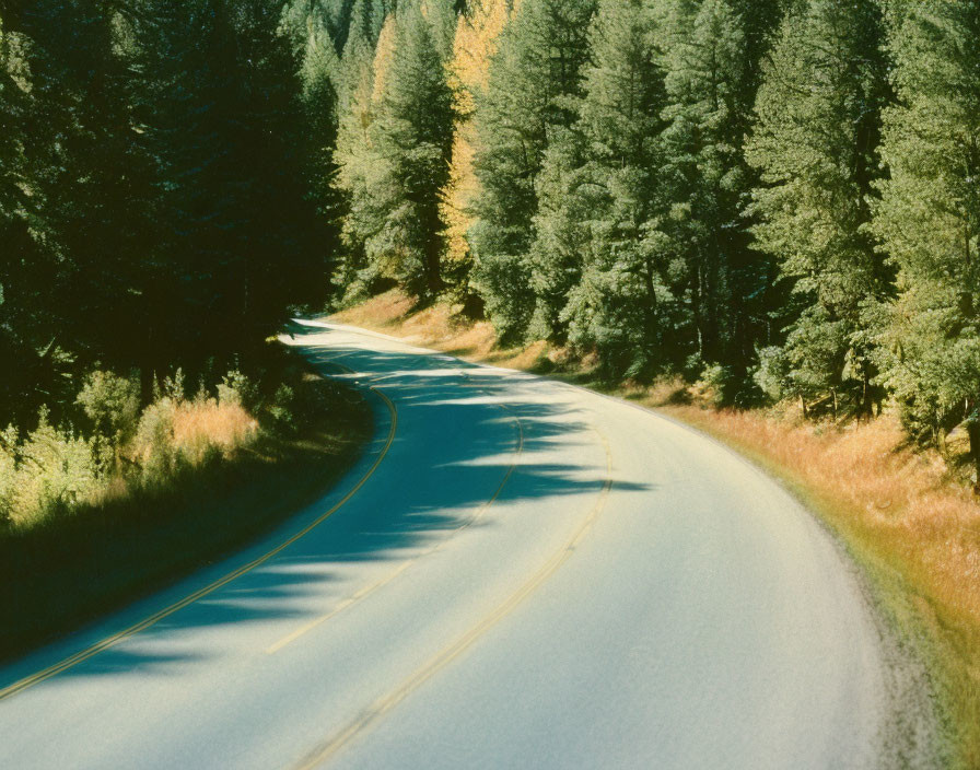 Scenic forest road with evergreen and autumn trees