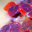 Colorful flowers under setting sun with mountain bokeh