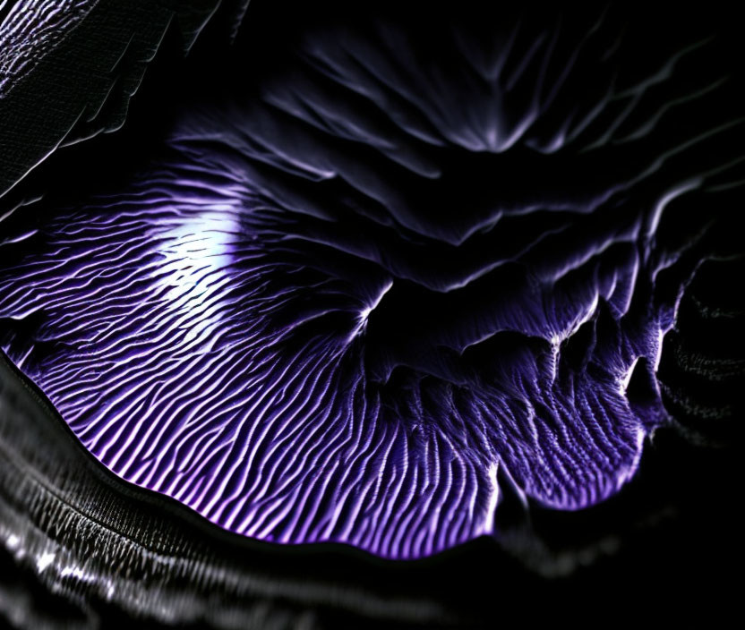 Purple and Black Iridescent Structure with Ruffled Patterns