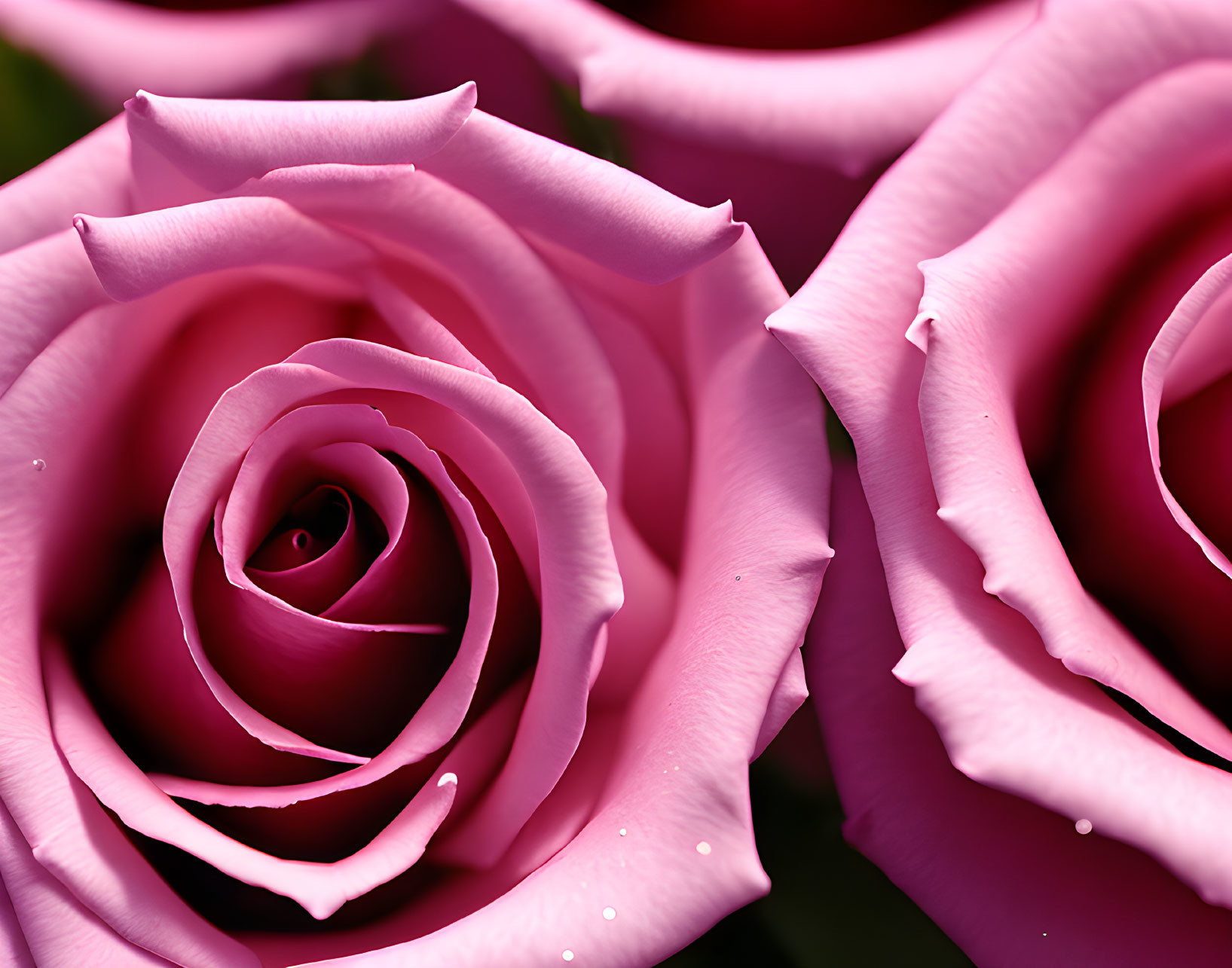 Vibrant pink roses with delicate petals and water droplets captured in close-up.