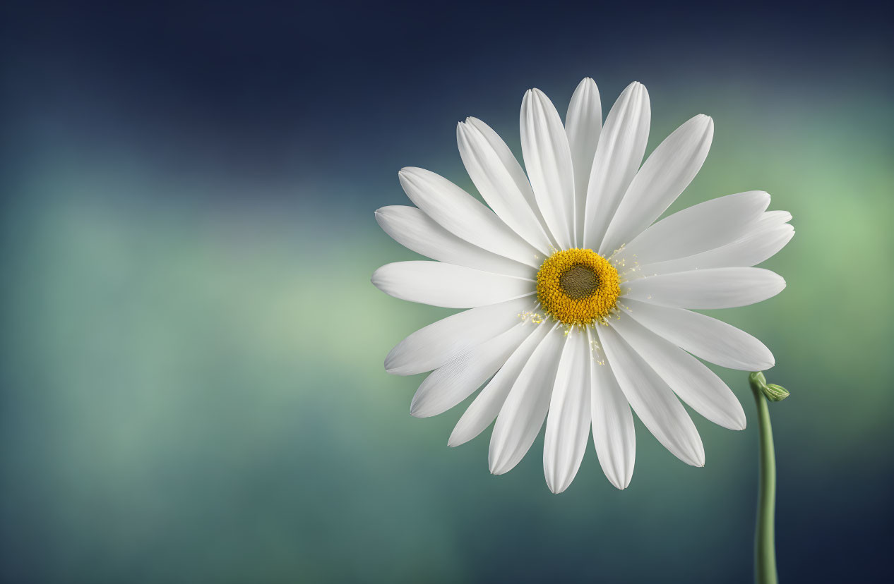 White Daisy with Yellow Center on Blurred Blue and Green Background