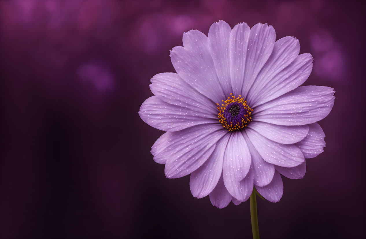 Purple flower with water droplets on petals on blurred background