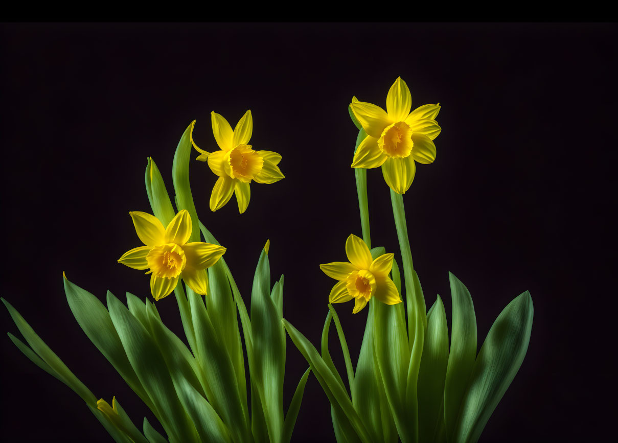 Bright yellow daffodils on dark background