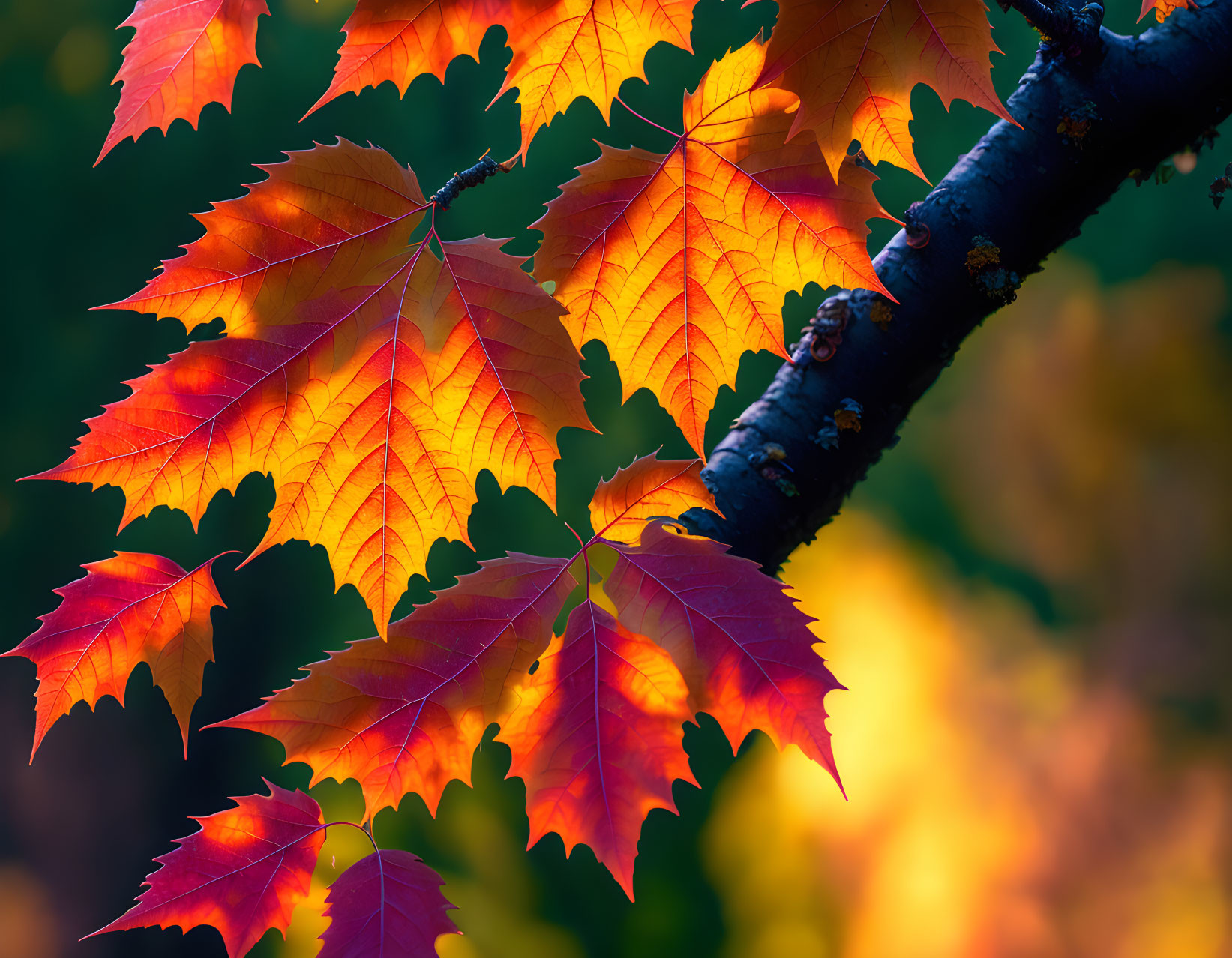 Colorful autumn leaves on branch with golden backlight