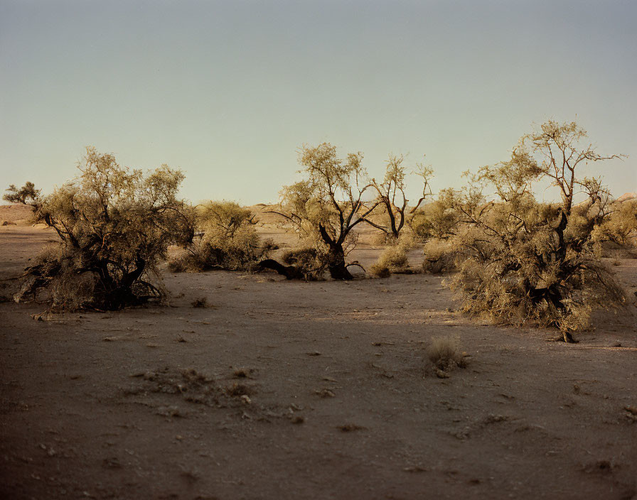 Sparse Vegetation in Desert Landscape at Dusk