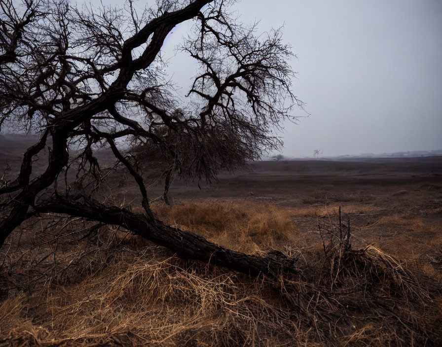 Barren tree branches in bleak landscape with dry grass