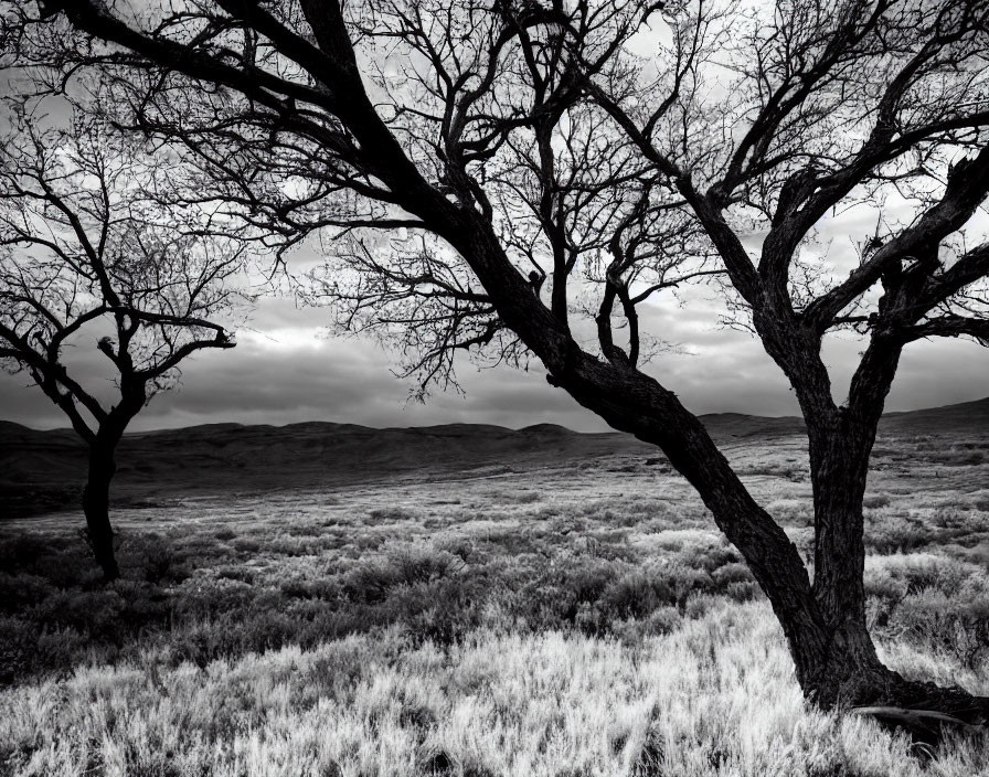 Monochrome landscape: bare trees, rolling hills, textured grass