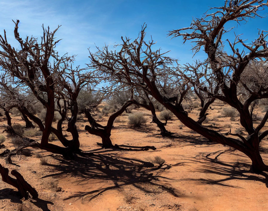 Desolate desert landscape with bare, gnarled trees and red sandy ground