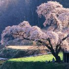 Serene woodland scene with cascading stream and colorful trees