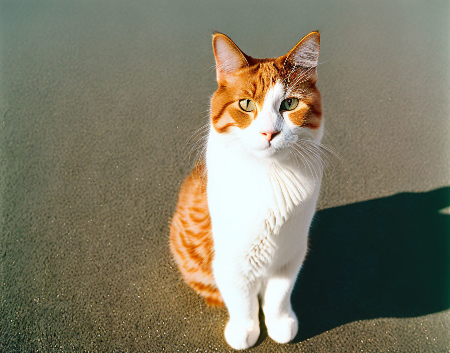 Curious orange and white cat standing on gray surface in sunlight