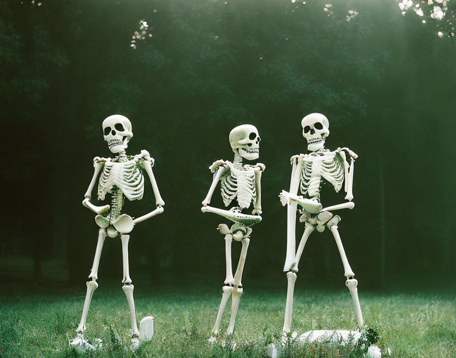 Three human skeletons in grassy area conversing or walking together