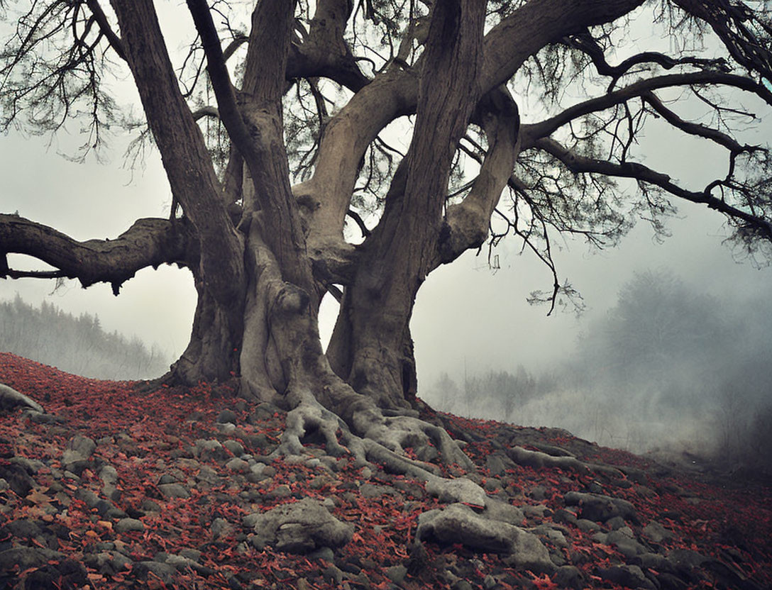 Ancient gnarled tree surrounded by red leaves in misty fog