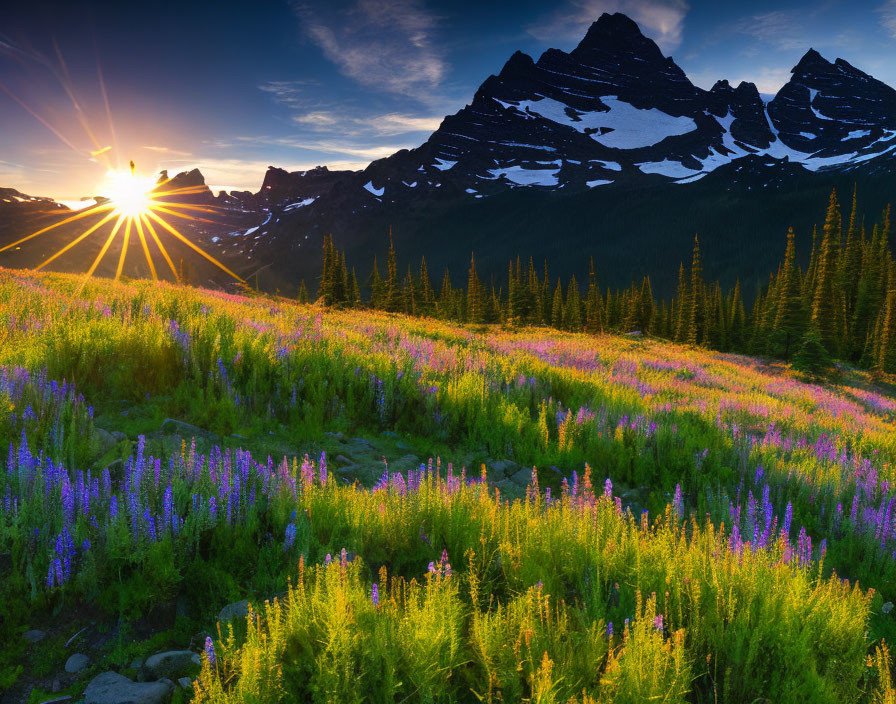 Mountain sunset with wildflowers and evergreen trees in cloudy sky