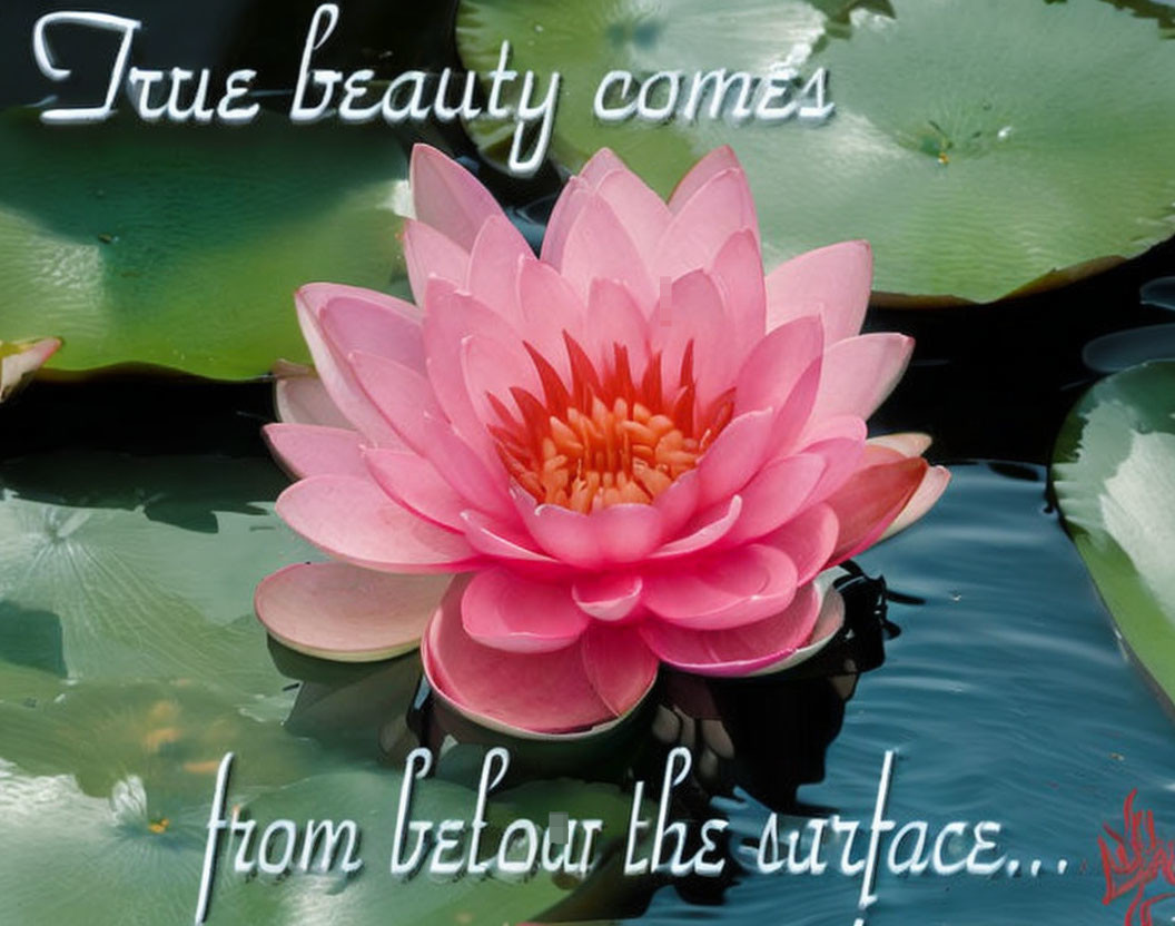 Pink lotus flower blooming on water with lily pads and inspirational text.