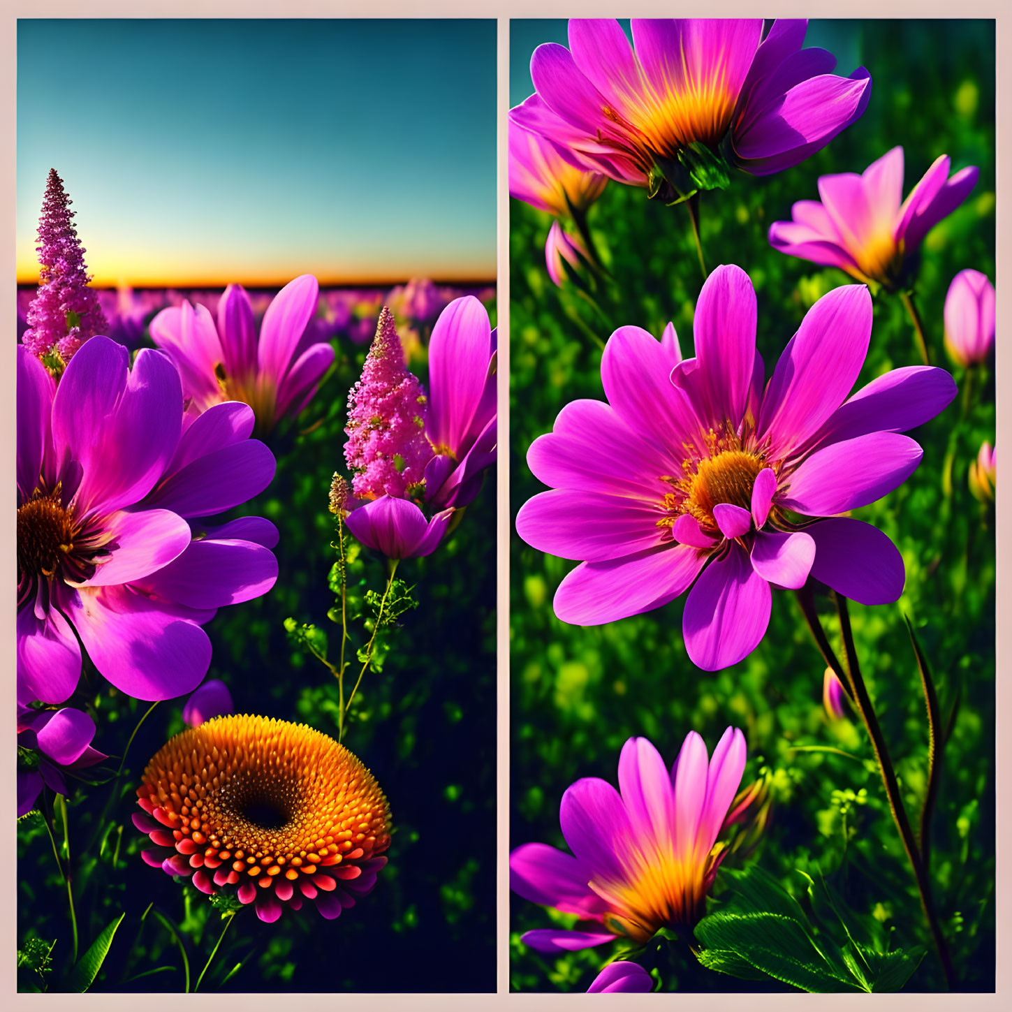 Colorful Flower Collage Featuring Pink Blossoms on Blue Sky Background