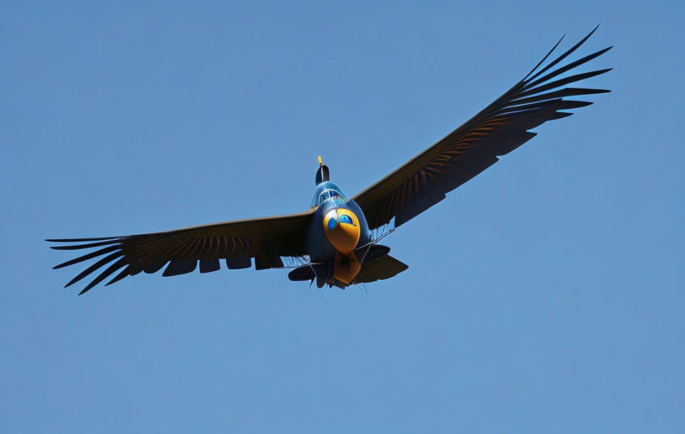 Majestic Great Hornbill Flying in Clear Blue Sky