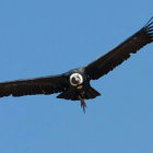 Majestic Great Hornbill Flying in Clear Blue Sky