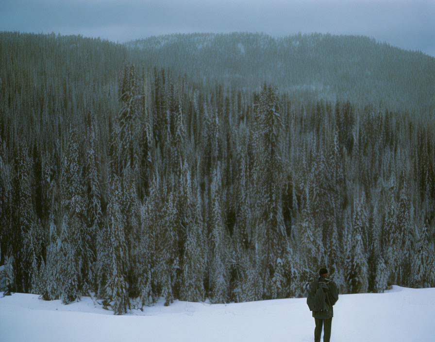 Person observing snowy forest landscape with evergreens