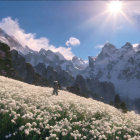 Person in field of white flowers with snow-capped mountains and bright sun